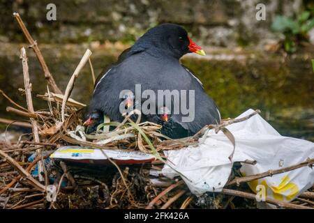 Wapping Canal, London, Großbritannien. April 2021. Mutter Moorhen schützt ihre Jungen in ihrem Nest, das aus einer Mischung aus Wasserpflanzen und menschlichen ausrangierten Plastiktüten und knusprigen Wrappern auf einem städtischen Kanal in Wapping, East London, besteht. Amanda Rose/Alamy Live News Stockfoto