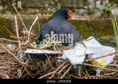 Wapping Canal, London, Großbritannien. April 2021. Mutter Moorhen schützt ihre Jungen in ihrem Nest, das aus einer Mischung aus Wasserpflanzen und menschlichen ausrangierten Plastiktüten und knusprigen Wrappern auf einem städtischen Kanal in Wapping, East London, besteht. Amanda Rose/Alamy Live News Stockfoto