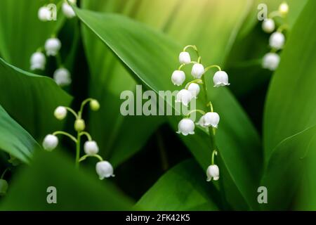 Nahaufnahme der Makroansicht der wachsenden Maiglöckchen. Convallaria majalis Wildpflanze im Garten oder Wald. Zarte kleine Glockenblüte Stockfoto
