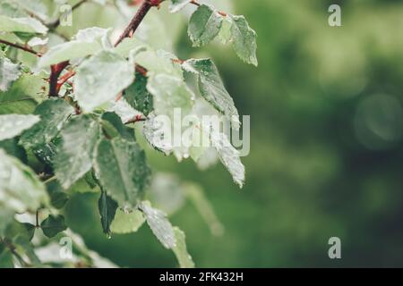 Blätter mit Regenwasser und Kräutern im Hintergrund Stockfoto