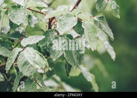 Blätter mit Regenwasser und Kräutern im Hintergrund Stockfoto