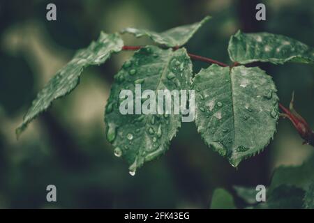 Blätter mit Regenwasser und Kräutern im Hintergrund Stockfoto