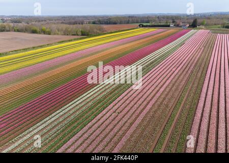 Millionen von Tulpen blühen in der Nähe von King UKÕs Lynn in Norfolk, da Belmont Nurseries, der größte kommerzielle Züchter von Outdoor-Tulpen, sozial distanzierte Besuche in seinen Tulpenfeldern in Hillington anbietet, um Geld für die lokale Wohltätigkeitsorganisation Norfolk Hospiz Tapping House zu sammeln. Bilddatum: Mittwoch, 28. April 2021. Stockfoto