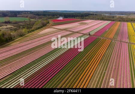 Millionen von Tulpen blühen in der Nähe von King UKÕs Lynn in Norfolk, da Belmont Nurseries, der größte kommerzielle Züchter von Outdoor-Tulpen, sozial distanzierte Besuche in seinen Tulpenfeldern in Hillington anbietet, um Geld für die lokale Wohltätigkeitsorganisation Norfolk Hospiz Tapping House zu sammeln. Bilddatum: Mittwoch, 28. April 2021. Stockfoto