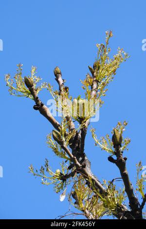 Esche oder europäische Esche oder gemeine Esche, Gemeine Esche, Gewöhnliche Esche oder hohe Esche, Fraxinus excelsior, Magas kőris, Budapest, Ungarn Stockfoto