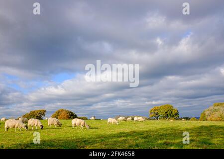 Eine Herde Schafe, die an einem sonnigen Wintertag unter einem grau-bewölkten Himmel auf einem Feld grasen. Stockfoto