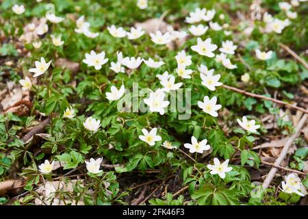 Wind blüht im Frühjahr Stockfoto