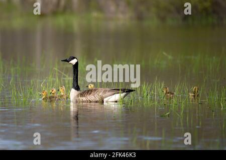 Eine Gänse und Gander nehmen ihre Gänsehaut auf und schwimmen abends im Sumpf auf unserem Grundstück im ländlichen Door County WI. Stockfoto