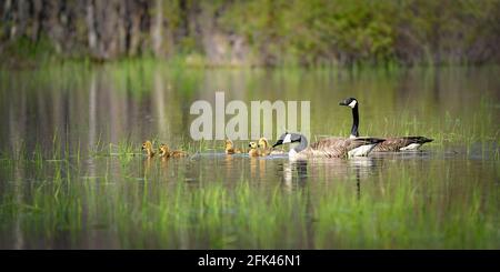 Eine Gänse und Gander nehmen ihre Gänsehaut auf und schwimmen abends im Sumpf auf unserem Grundstück im ländlichen Door County WI. Stockfoto