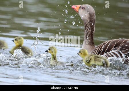 Eastleigh, Hampshire. April 2021. Wetter in Großbritannien. Graugänse und ihre Gänse an einem grauen Nieseltag im Lakeside Country Park in Eastleigh in der Nähe von Southampton, Hampshire. Credit Stuart Martin/Alamy Live News Stockfoto