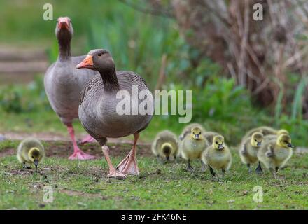 Eastleigh, Hampshire. April 2021. Wetter in Großbritannien. Graugänse und ihre Gänse an einem grauen Nieseltag im Lakeside Country Park in Eastleigh in der Nähe von Southampton, Hampshire. Credit Stuart Martin/Alamy Live News Stockfoto