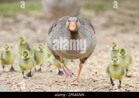 Eastleigh, Hampshire. April 2021. Wetter in Großbritannien. Graugänse und ihre Gänse an einem grauen Nieseltag im Lakeside Country Park in Eastleigh in der Nähe von Southampton, Hampshire. Credit Stuart Martin/Alamy Live News Stockfoto