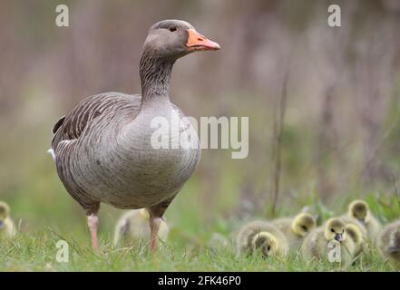 Eastleigh, Hampshire. April 2021. Wetter in Großbritannien. Graugänse und ihre Gänse an einem grauen Nieseltag im Lakeside Country Park in Eastleigh in der Nähe von Southampton, Hampshire. Credit Stuart Martin/Alamy Live News Stockfoto
