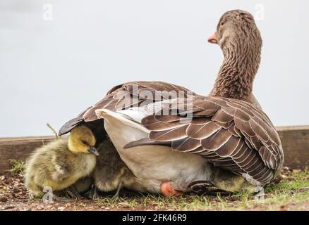 Eastleigh, Hampshire. April 2021. Wetter in Großbritannien. Graugänse und ihre Gänse an einem grauen Nieseltag im Lakeside Country Park in Eastleigh in der Nähe von Southampton, Hampshire. Die jungen Küken nehmen Schutz vor dem Nieselregen unter den Flügeln ihrer Mutter. Credit Stuart Martin/Alamy Live News Stockfoto