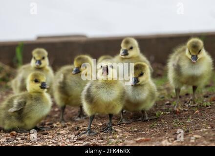 Eastleigh, Hampshire. April 2021. Wetter in Großbritannien. Graugänse und ihre Gänse an einem grauen Nieseltag im Lakeside Country Park in Eastleigh in der Nähe von Southampton, Hampshire. Credit Stuart Martin/Alamy Live News Stockfoto