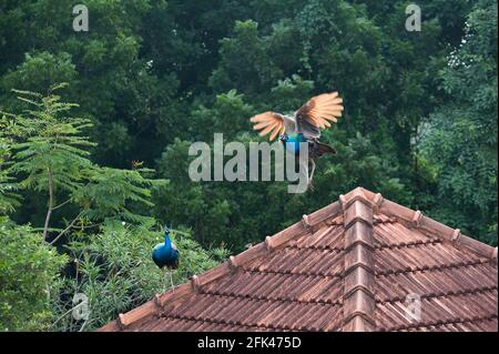 AUROVILLE, Indien - Dezember 2016: Pfauen auf dem Dach eines Hauses Stockfoto