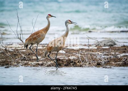 Ein Paar Sandhill Cranes laufen am Strand entlang Von Lake Michigan in Cana Cove in der Nähe von Baileys Harbour Door County Wisconsin Stockfoto