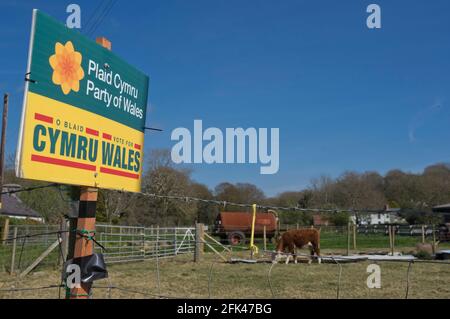 Plaid Cymru Party of Wales Wahlbanner im ländlichen Wales vor den regionalen Wahlen vom 6. Mai 2021. Strickjacke, Wales, Großbritannien Stockfoto