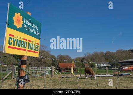 Plaid Cymru Party of Wales Wahlbanner im ländlichen Wales vor den regionalen Wahlen vom 6. Mai 2021. Strickjacke, Wales, Großbritannien Stockfoto