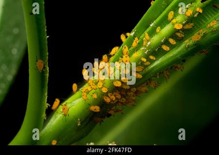 Die Oleander-Blattlaus, auch bekannt als Milkweed-Blattlaus auf der Pflanze und saugt zellsaft. Es handelt sich um hellgelbe Insekten mit schwarzen Beinen. Stockfoto