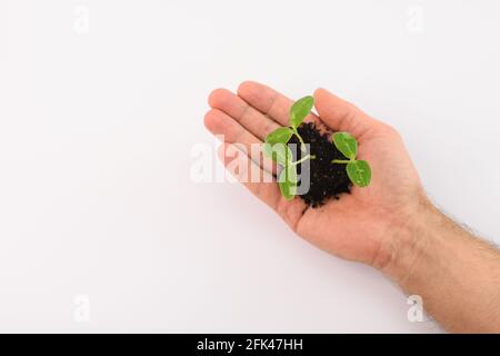 Grüne Gurkensprossen in der Hand. Weißer Hintergrund. Stockfoto