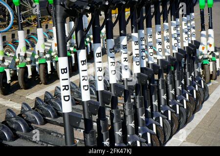 Eine Reihe geparkter 'Bird' E-Scooter vor dem Düsseldorfer Hauptbahnhof. Stockfoto