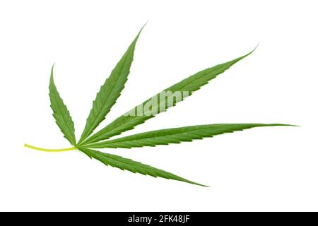Bild von frischen grünen Cannabisblättern isoliert auf weißem Hintergrund. Stockfoto