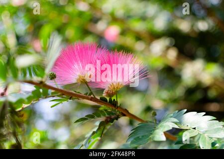 Pink Powder Puff blüht auf dem Zweig, der ein tropischer Strauch mit selektivem Fokus und Bokeh Hintergrund ist. Diese Blumen auch als Surinamese bekannt. Stockfoto