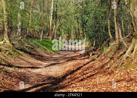 Englisch Woodland Track in the Chiltern Hills in South Oxfordshire Stockfoto