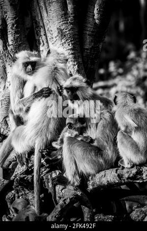 Graue oder Hanuman-Languren oder indische Langur oder Affenfamilie In schwarz-weiß während Outdoor-Dschungel-Safari in ranthambore Nationalpark Tiger Reserve Stockfoto