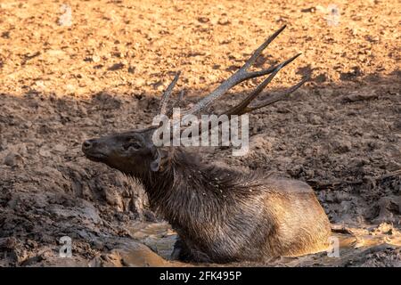 Sambar Hirsch oder Rusa einfarbig Abkühlung in Slush oder Pfützen- oder Schlammwasser am Wasserloch im ranthambore-Nationalpark Oder Tiger Reserve rajasthan indien Stockfoto