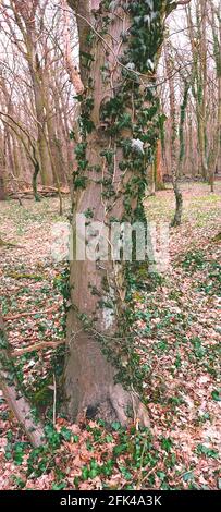 Überwucherter Baum mit Efeu Stockfoto