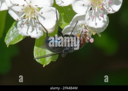 Orangebärtige blaue Flasche (Calliphora vomitoria) auf Blumen Stockfoto