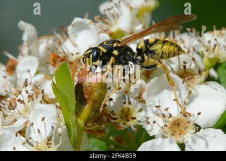 Europäische Papierwespe (Polistes dominula) auf Blumen Stockfoto