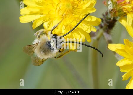 Langgehörnte Biene (Eucera sp.) auf einer Blume Stockfoto