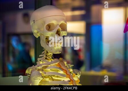 Medizinisches menschliches Skelett-Modell auf dem Display im Science Museum in London Stockfoto