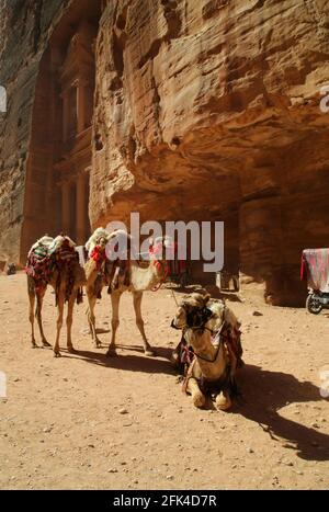 Kamele warten auf Touristen in Petra Stockfoto