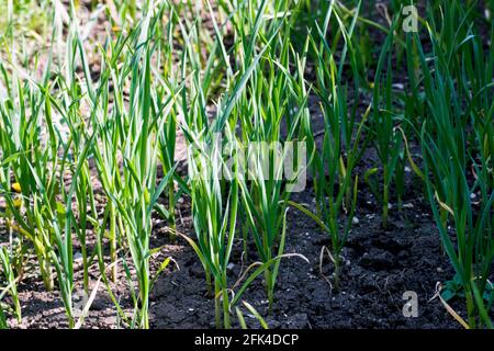 Reihen von grünen Knoblauchpflanzen wachsen im Garten im Frühling. Stockfoto