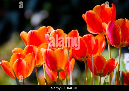 Wunderschöne Tulpen blühen im Garten. Schließen Sie das Foto einer Gruppe von gestreiften, roten, orangefarbenen und gelben Tulpenblüten. Stockfoto