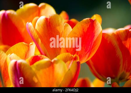 Wunderschöne Tulpen blühen im Garten. Schließen Sie das Foto einer Gruppe von gestreiften, roten, orangefarbenen und gelben Tulpenblüten. Stockfoto