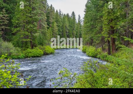 Blick auf den Metolius, der durch einen malerischen Laubwald fließt, Oregon, USA Stockfoto