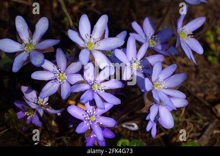 Gartenhepatika Anemone hepatica (Leberblümchen, Leberwurz, Kidneywort, Pennywort), Hepatica nobilis var. asiatica Stockfoto