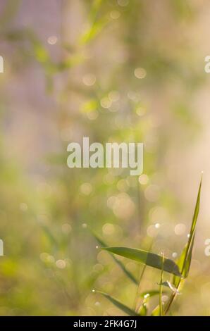 Defokussierte Bokeh, funkelnde Lichter vintage verschwommen Bokeh abstrakt Licht Frühling Wald Hintergrund. Natürliches Bokeh aus Bambusblatt. Verwacklungsfreie Bilder. Stockfoto