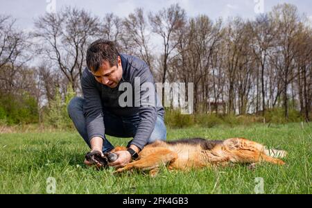 Ein Mann spielt mit seinem Hund - einem deutschen Schäferhund, der im Frühling auf einem grünen Rasen seine Zähne überprüft. Stockfoto