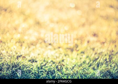 Abstrakter natürlicher Hintergrund. Frisches Frühlingsgras mit Tautropfen auf Gras verwischt hellen hellen Hintergrund. Im Freien. Stockfoto
