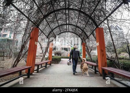 (210428) -- DALIAN, 28. April 2021 (Xinhua) -- der sehbehinderte Mann Wen Shipeng läuft mit seinem Blindenhund in Dalian, nordöstlich von Chinas Provinz Liaoning, am 13. Januar 2020. Die Dalian-Niederlassung des China Guide Dog Training Center, das im Mai 2006 gegründet wurde, ist eine gemeinnützige Ausbildungseinrichtung für Blindenhunde in China. Es hat 239 kostenlose Blindenhunde für sehbehinderte Menschen im ganzen Land zur Verfügung gestellt. Blindenhunde in der Mitte werden streng von Labrador und Golden Retrievers ausgewählt. In der Regel 45 Tage nach der Geburt werden diese Welpen in freiwillige Familien geschickt, um sich mit Huma vertraut zu machen Stockfoto