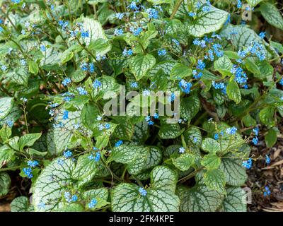 Sibirischer Hochglanz, Brunnera macrophylla, mit bunten Blättern und blauen Blüten Stockfoto