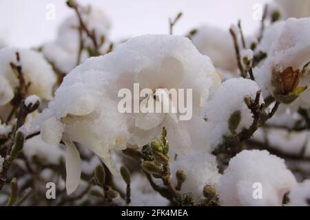 Blüte einer Magnolie, die mit Schnee bedeckt ist Feder Stockfoto