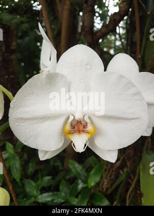 Weißes Phalaenopsis mit schönem gelben Stempel mit Wassertropfen auf Die Blume Stockfoto