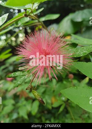 Flauschige, rosa albizia-Blume, die mit einigen Wassertropfen auf den Blättern blüht. Stockfoto